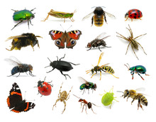 Set Of Insects