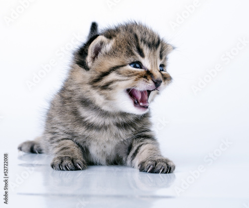 Naklejka na drzwi little 2 weeks old kitten
