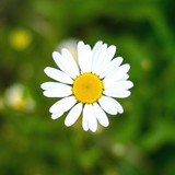 Fototapeta Kwiaty - Marguerite commune ( Leucanthemum)