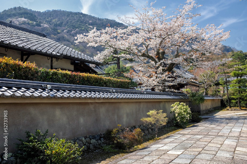 Board z aluminiowym obramowaniem Kwiat wiśni w arashiyama na obrzeżach Kioto, w Japonii