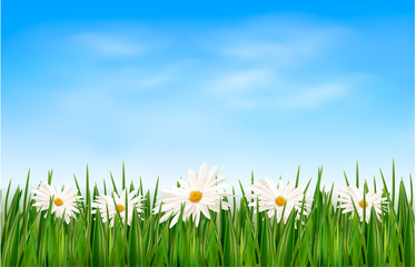 Fototapete - Nature background with green grass and flowers and blue sky. Vec