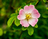 Dog rose