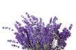 Bouquet of picked lavende