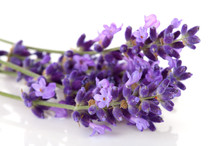 Lavender Flower In Closeup