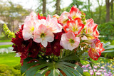 Beautiful Amaryllis flowers Amaryllidaceae