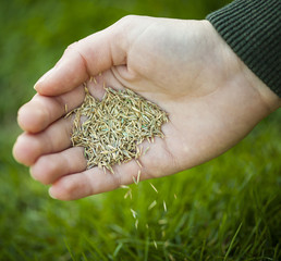 Hand planting grass seeds