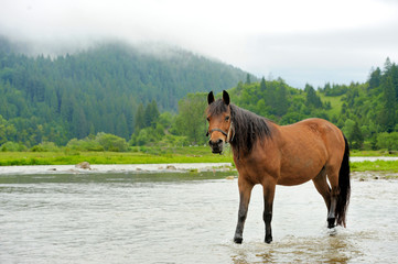 Wall Mural - Horse