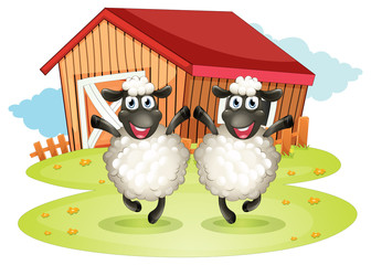 Poster - Two black sheeps with a barn at the back