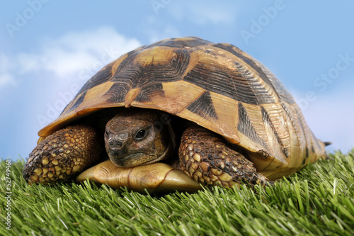Tapeta ścienna Żółw testudo hermanni tortoise