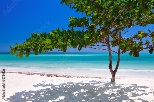 Foto-PVC Boden - Zanzibar tropical tree at the beach (von Ramona Heim)