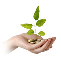 Wall Mural - Investing to green business