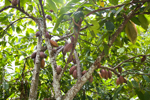 Naklejka dekoracyjna Cacao fruits, cocoa beans