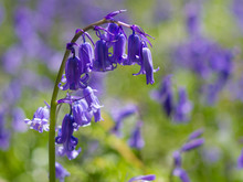 Bluebell Close-up