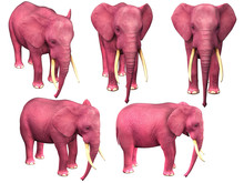 Pink Elephant. Image Isolated On White Background