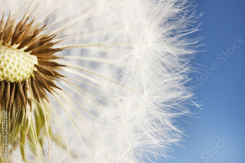 Board z aluminiowym obramowaniem Piękny dandelion z nasion na niebieskim tle