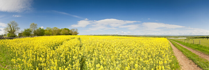 Wall Mural - Oilseed Rape, Canola, Biodiesel Crop