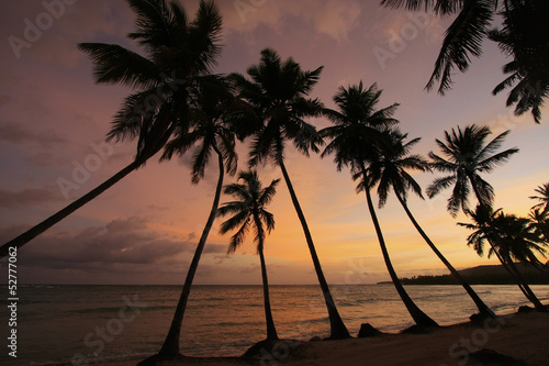 Board z aluminiowym obramowaniem Sylwetka palm na wschód, plaża las galeras
