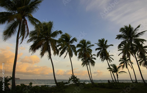 Obraz na płótnie canvas trzyczęściowy "tryptyk" Sylwetka palm na wschód, plaża las galeras
