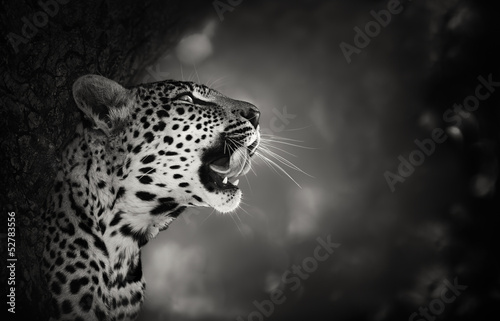 Board z aluminiowym obramowaniem Portret lamparta