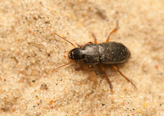 Wall Mural - Anisodactylus binotatus