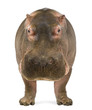 Hippopotamus, Hippopotamus amphibius, facing the camera