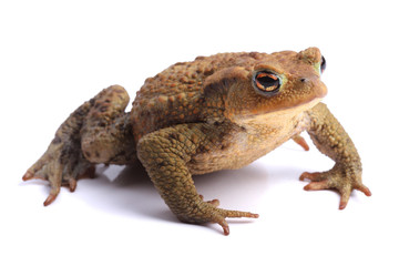 Wall Mural - European toad (Bufo bufo) isolated on white