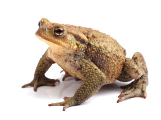 european toad (bufo bufo) isolated on white