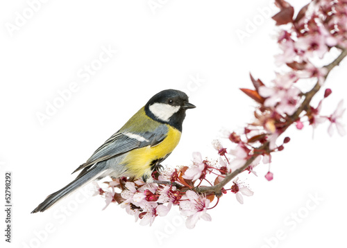 Fototapeta dla dzieci Male great tit perched on a flowering branch, Parus major