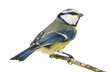 Blue Tit perched on a branch, Cyanistes caeruleus, isolated
