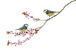 Two Blue Tits whistling on flowering branch, Cyanistes caeruleus