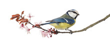 Blue Tit Perching On A Blossoming Branch, Cyanistes Caeruleus