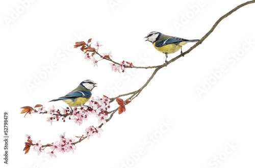 Naklejka ścienna Two Blue Tits whistling on flowering branch, Cyanistes caeruleus