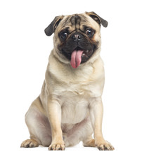 Pug, Sitting And Panting, 1 Year Old, Isolated On White