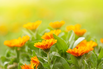 Marigold flowers