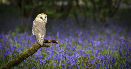 barn owl in bluebell wood