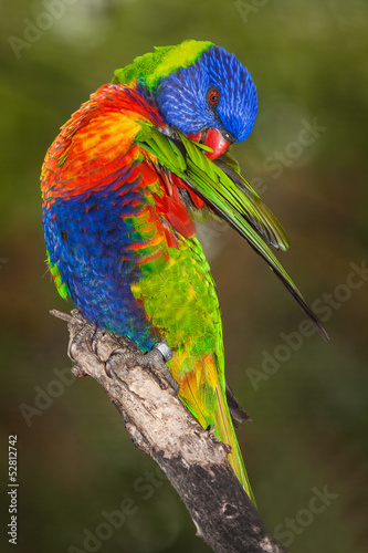 Board z aluminiowym obramowaniem Lori Lorikeet