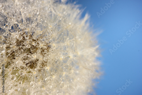 Board z aluminiowym obramowaniem Piękny dandelion z nasion na niebieskim tle