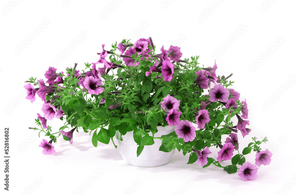 Purple petunia in flowerpot isolated on white