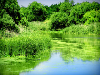 Canvas Print - ponds and reed,landscape