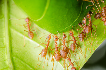 red ant teamwork building home