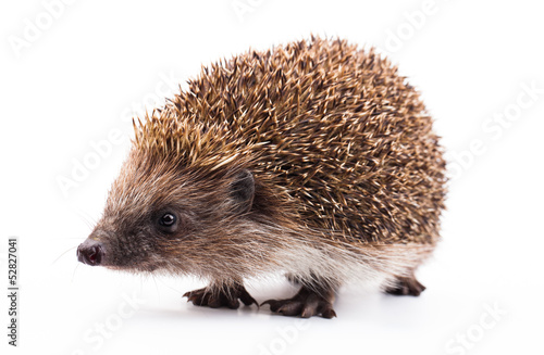 Fotomural wild hedgehog isolated on white
