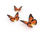 Fototapeta  - Butterfly orange render isolated