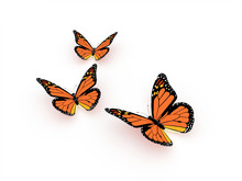 Butterfly Orange Render Isolated