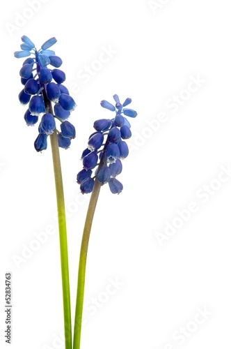 Plakat na papierze fotorealistycznym Kwiat muscari