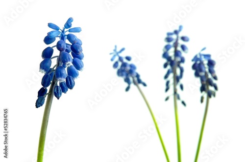 Plakat na papierze fotorealistycznym Kwiat muscari