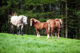 Fototapeta Konie - Happy horses family on green grassland