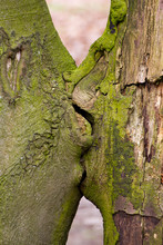 Close-up Of Kissing Trees