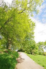 Poster - Beautiful Spring in the park