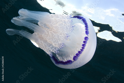 Tapeta ścienna Rhizostoma pulmo, meduza