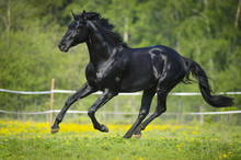 Black Horse Runs Gallop In Summer